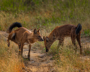 wild dogs in the forest