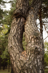 Fototapeta premium Unique intertwined tree trunks in a serene forest setting during daytime