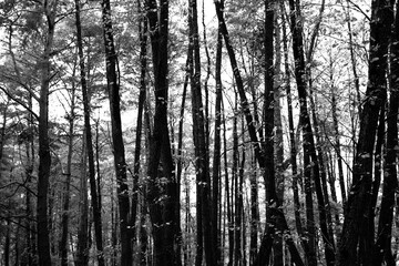 Fototapeta premium Autumn forest scene in black and white, highlighting nature's beauty