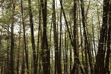 Obraz premium Dense forest with tall trees and fresh green leaves during daytime