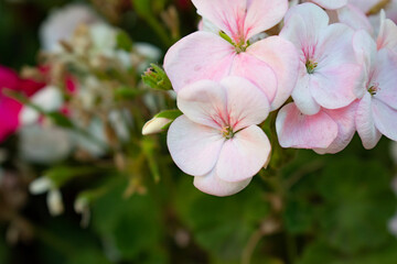 Obraz premium pink blossom
