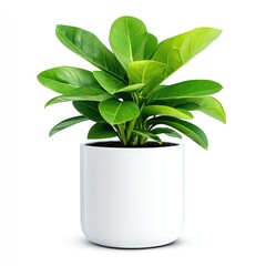 Vibrant green houseplant in a modern white pot, perfect for indoor decor and adding a touch of nature to your home or office space.