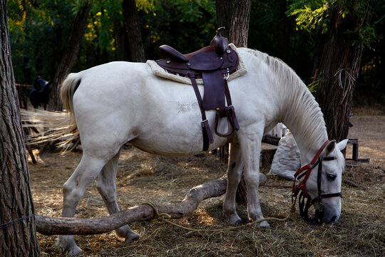 white horse in a field