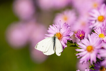 Obraz premium butterfly on a flower