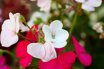 pink and white flowers