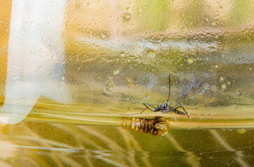 Aedes aegypti, Aedes aegypti mosquito proliferating inside a plastic bottle with still water. Selective focus.