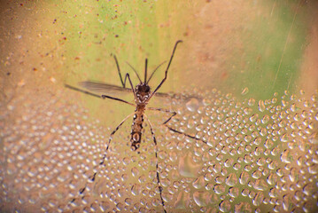 Aedes aegypti, Aedes aegypti mosquito proliferating inside a plastic bottle with still water....