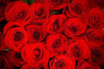 Defocused bunch of red roses patterned as red background