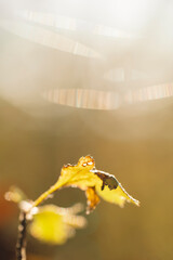 Golden Autumn Leaves
