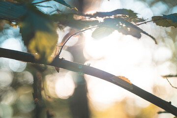 the last rays of the setting sun illuminate the branches of trees with yellowed autumn leaves
