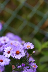 Astry "marcinki" jesienne kwiaty. Fioletowe kwiaty, kwitnące na fioletowo. Ogrodkowe kwiaty. Miejsce na tekst © ICON