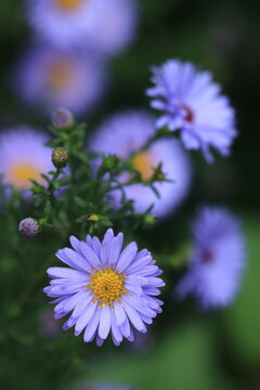 Astry "marcinki" jesienne kwiaty. Fioletowe kwiaty, kwitnące na fioletowo. Ogrodkowe kwiaty. 