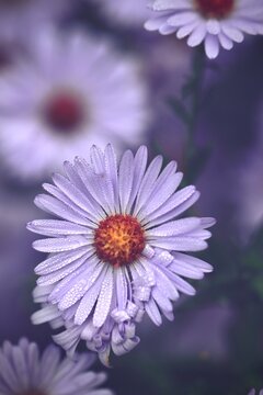 Fioletowe kwiaty i miejsce na tekst. Portret astr&oacute;w, makro kwiatka, jesienne kwitnące kwiaty