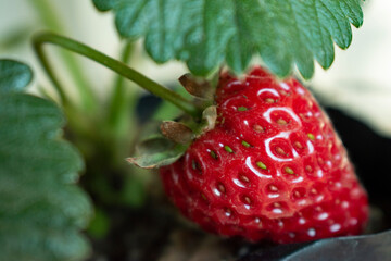 close up of strawberry