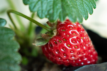 close up of strawberries