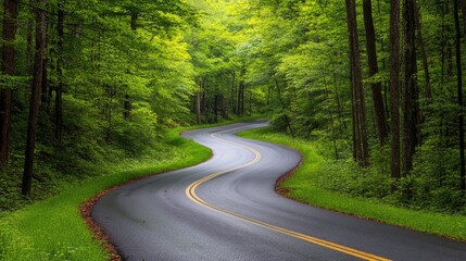 Fototapeta premium Winding Road Through Lush Green Forest