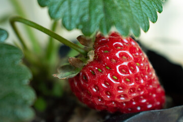 close up of strawberry