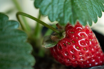 close up of strawberry