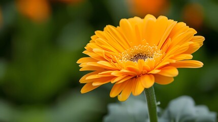 calendula flower 
