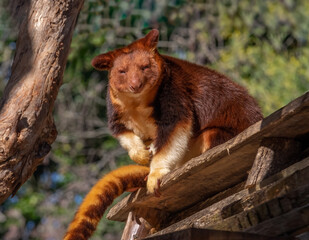 Tree Kangaroo Sleepy On Shelf