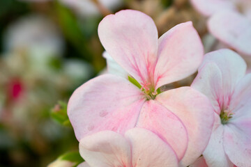 pink flower