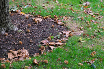 Obraz premium Autumn scene showing fallen chestnuts and leaves around a tree on the grassy ground, depicting the natural cycle of fall in a park or garden
