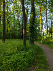 Lush Green Forest Walkway Offering Peaceful Escape