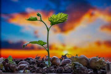 A small hazelnut plant is growing in a pile of dirt and leaves