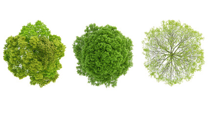 Overview of Three Distinct Tree Tops on a Transparent Background Generative AI