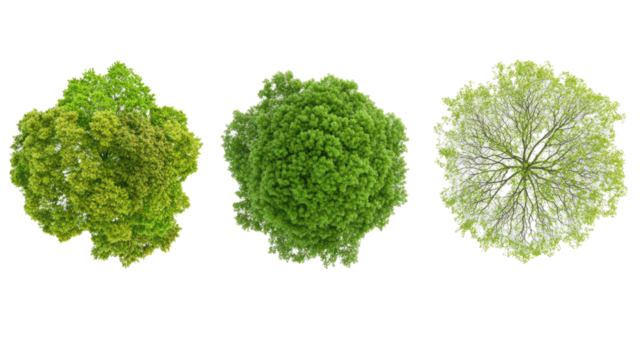 Overview of Three Distinct Tree Tops on a Transparent Background Generative AI