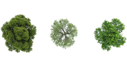 Tree Top Views Showcasing Varied Foliage on a Transparent Background Generative AI
