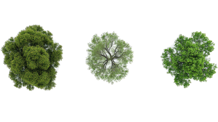 Tree Top Views Showcasing Varied Foliage on a Transparent Background Generative AI