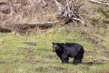 Black Bear in Springtime in Yellowstone National Park Wyoming