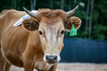 portrait of a cow