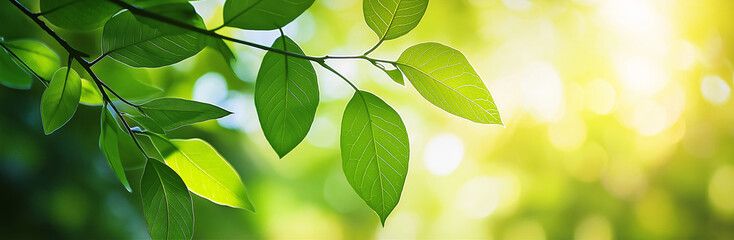 Fototapeta premium Bright green leaves shimmering in sunlight, showcasing nature's vibrancy and freshness with a soft background blur.