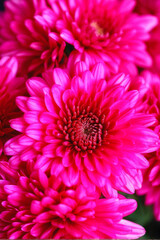 A vibrant close-up of bright pink chrysanthemum flowers in full bloom, capturing the delicate texture and beauty of each petal. Generative AI