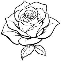 black rose isolated on white
