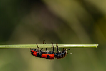A red and black bug is hanging from a green leaf