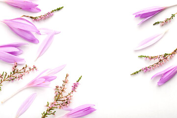 Spring flowers on background. Cornflower, Field Scab, Yarrow, Thistle, Mullein, Heather, Crocus.