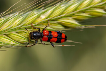 A red and black bug is on a stalk of wheat