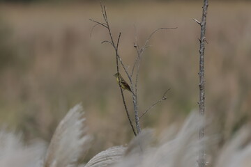 Obraz premium Japanese Yellow Bunting on the way to Southeast Asia in autumn