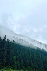 Fototapeta premium Beautiful mountain landscape with layers of fog drifting through evergreen forests, creating a tranquil and mystical atmosphere. Generative AI