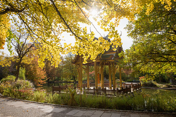 Fototapeta premium pond with thai temple, autumnal park landscape Westpark munich, golden ginkgo leaves