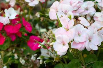 pink flowers