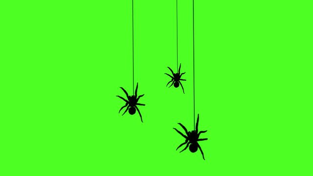 Black spider swinging and bouncing animation, hanging from a web on a vibrant green screen background