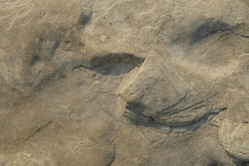 Abstract ornament on limestone surface. Limestone wall on the edge of the lake.Natural pattern and texture background. Copy space . For graphic design or banner background