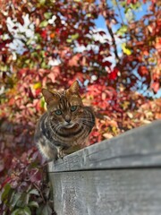 Fototapeta premium Bengal cat with autumn colours