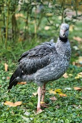 Skrzydłoszpon obrożny
