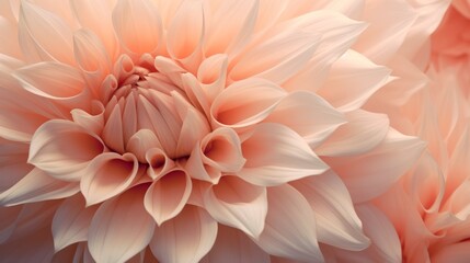 Beautiful pink dahlia flowers as background, closeup view