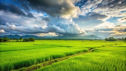 Obraz premium Scenic view of lush green rice field under cloudy sky